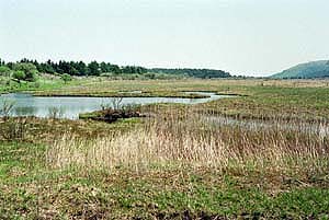 湿地の画像