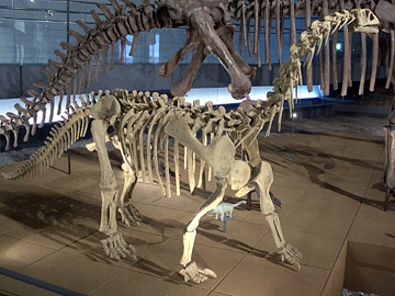 ベルサウルスの全身骨格