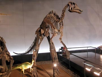 ヒパクロサウルスの全身骨格