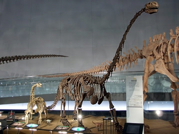クンミンゴサウルスの全身骨格