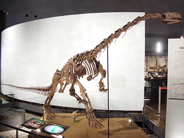 ルーフェンゴサウルスの全身骨格