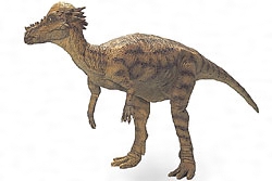 パキケファロサウルスの復元模型