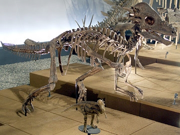 パキケファロサウルスの全身骨格