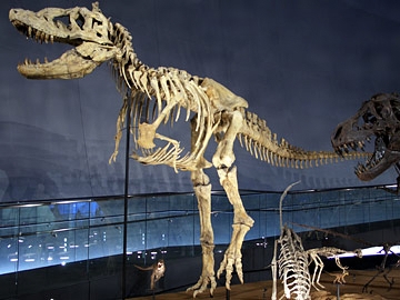 タルボサウルスの全身骨格