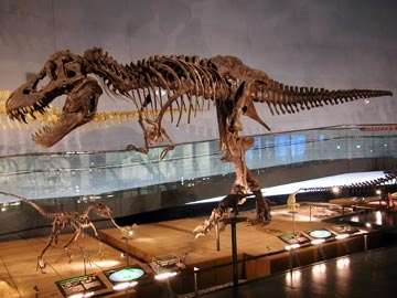 ティラノサウルスの全身骨格