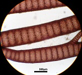 ナガウブゲグサ　枝顕微鏡写真２
