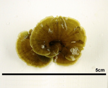シマオオギ　生標本写真２