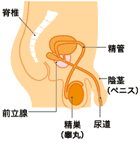 男性の性器 (1)ペニス(陰茎),(2)精巣,(3)精管,(4)前立腺,(5)尿道