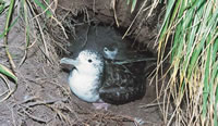 写真：島前の小島で繁殖するオオミズナギドリ