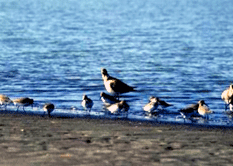 鵡川河口周辺の野鳥