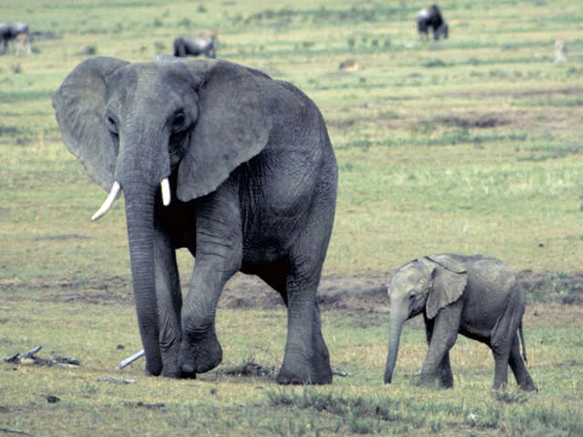 アフリカ象の画像