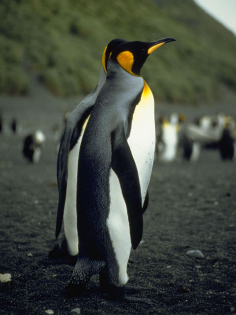 キング‐ペンギンの画像