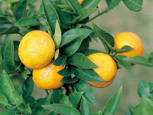 酢橘の画像