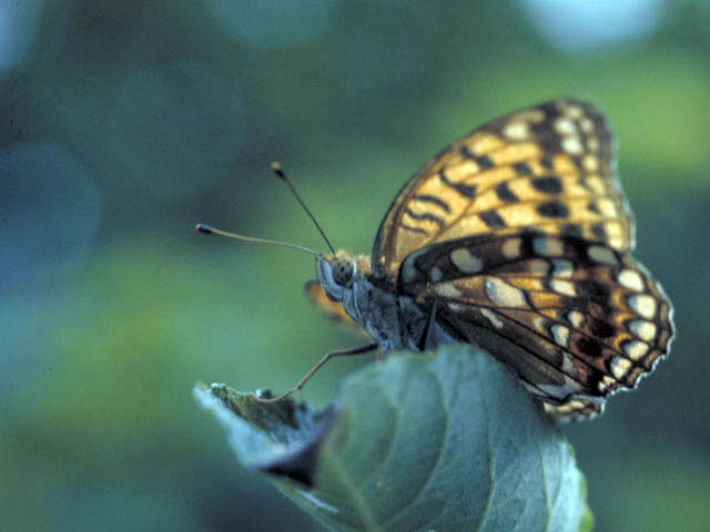 豹紋蝶の画像