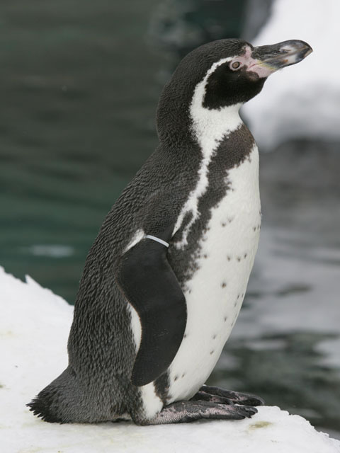 フンボルト‐ペンギンの画像