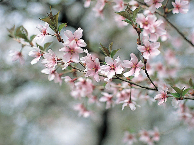豆桜の画像