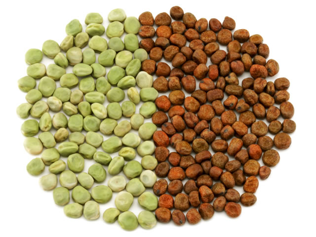 豌豆豆の画像