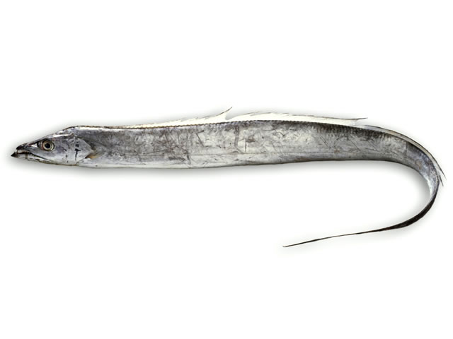 太刀魚の画像