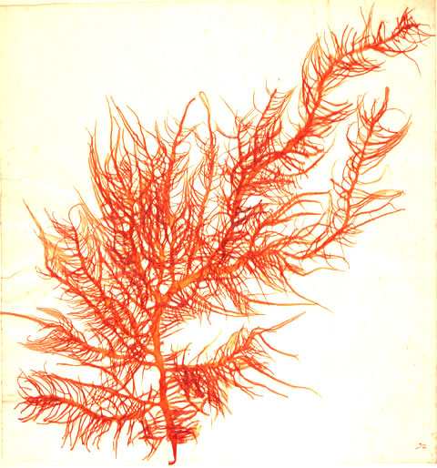 百足海苔の画像