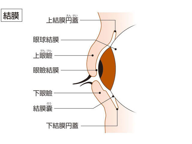 結膜の画像