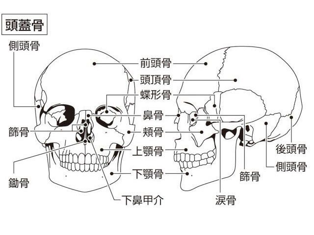 頭蓋骨の画像