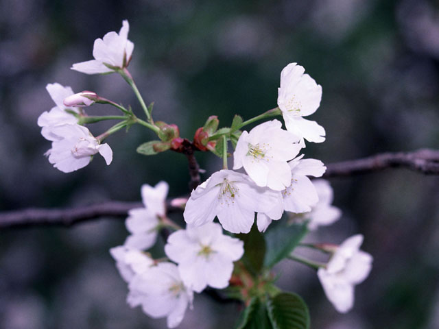 大島桜の画像