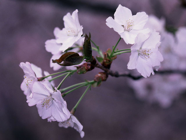 里桜の画像