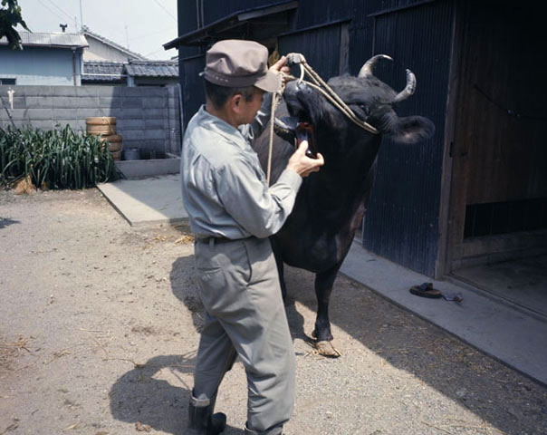松阪牛の画像