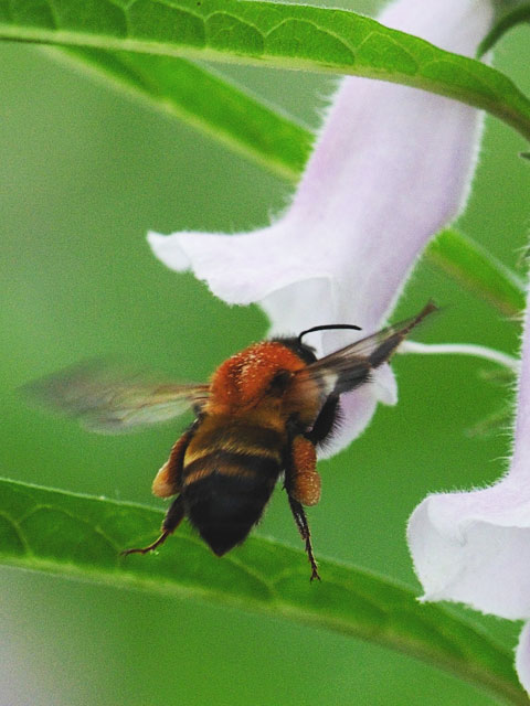 丸花蜂／円花蜂の画像
