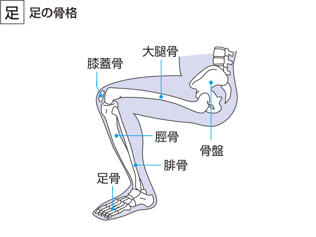 膝蓋骨の画像