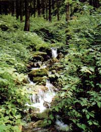 大浅柄山水源の森