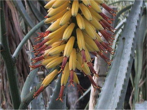 Aloe hereoensis