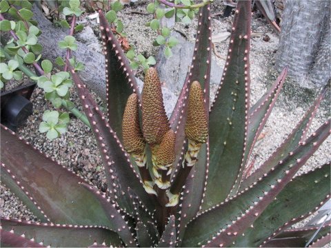 Aloe limpopovalley
