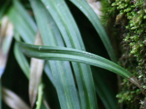 Carex foliosissima