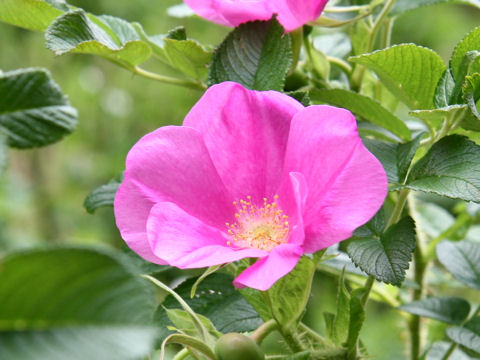 Rosa rugosa cv.