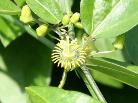 Passiflora tridactylites