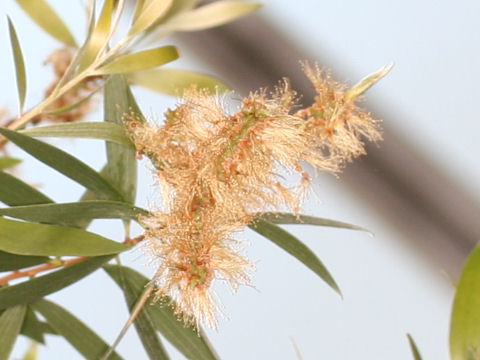 Melaleuca leucadendron
