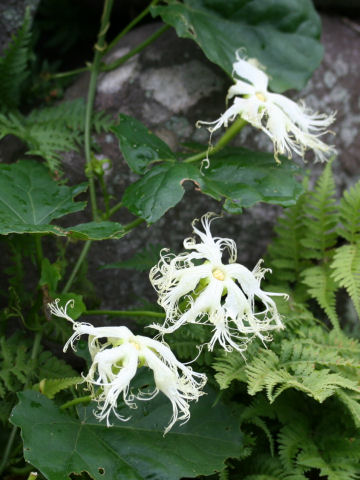 Trichosanthes kirilowii var. japonica
