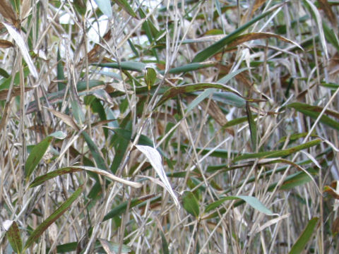 Pseudosasa japonica f. pleioblastoides