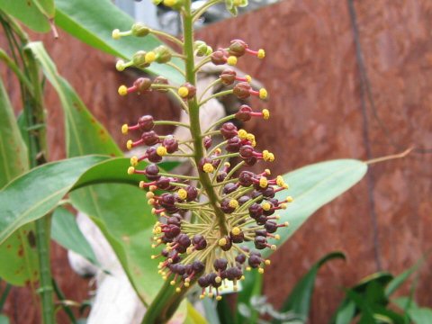 Nepenthes cv. Dyeriana