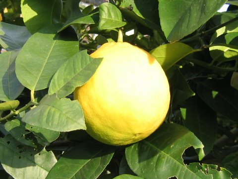 Citrus limon cv. Ponderosa
