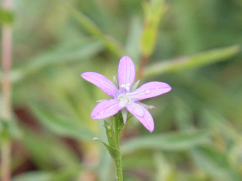 Lythrum virgatum cv. Dropmore Purple