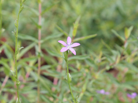 Lythrum virgatum cv. Dropmore Purple