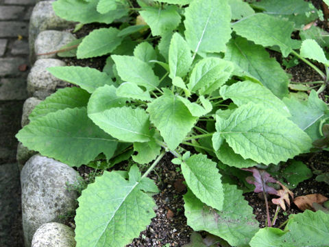 Salvia taraxacifolia
