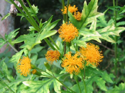 Porophyllum japonicum