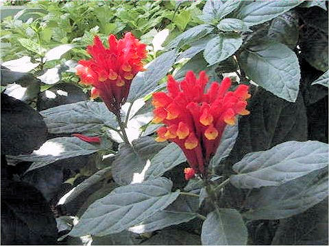 Scutellaria costaricana