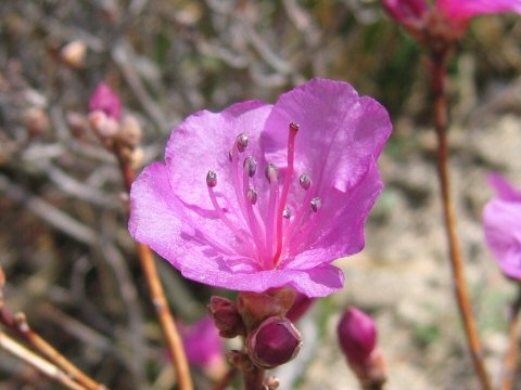Rhododendron mucronulatum var. taquetii