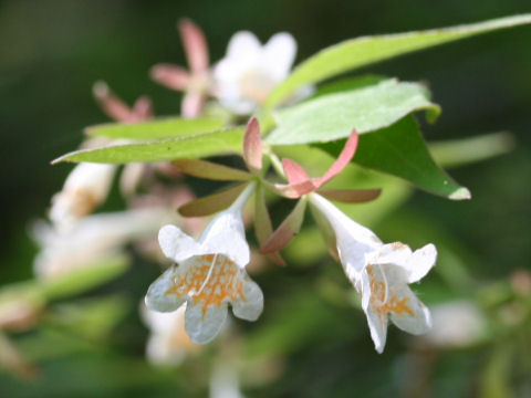 Abelia spathulata
