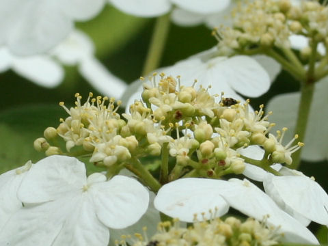 Viburnum plicatum var. tomentosum