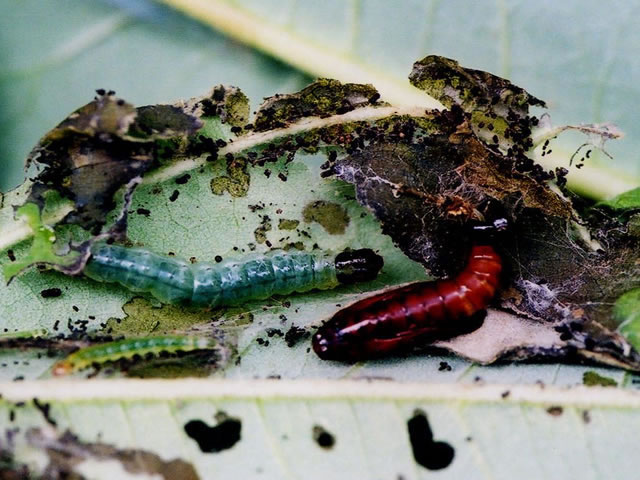 フヨウの葉巻内の幼虫と蛹